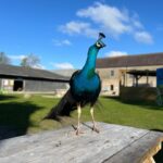 Mountpanther Farm | Co. Down